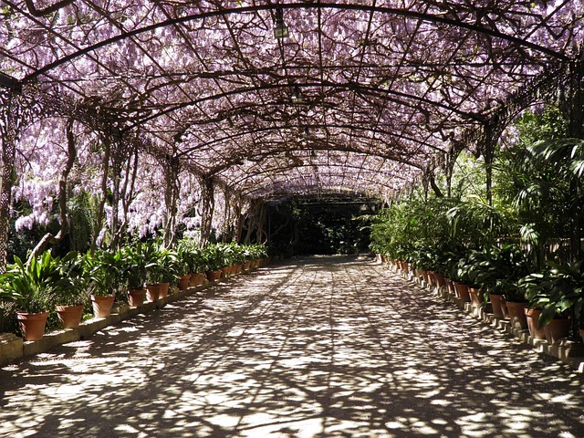 pergola s rostlinami