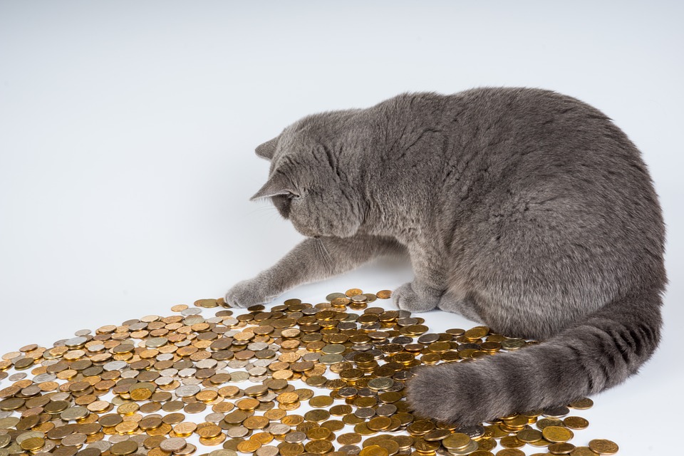 kočka a mince